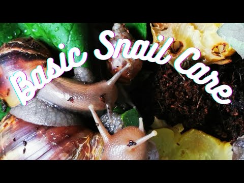 Why are snails not laying eggs?