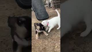 Video preview image #1 Pyrenees Husky Puppy For Sale in Corona, CA, USA