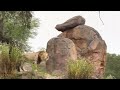 Lions Roaring At Kilimanjaro Safari At Animal Kingdom