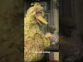 Big Bird Is Kinda Tall Sesamestreet