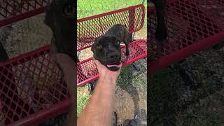 Video preview image #1 Mutt Puppy For Sale in Crandall, GA, USA