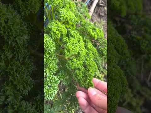 犬用パセリ 植物