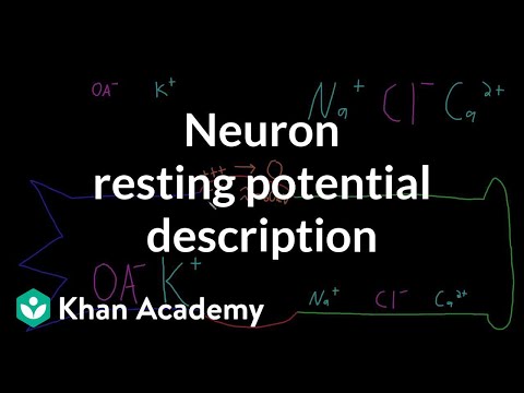 Neuron resting potential description
