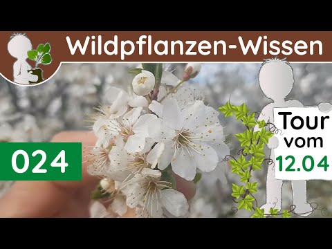 024 - Folge ohne Thema 😉 - Wildpflanzen-Führung - Wildpflanzen & Bäume (Botanik-Doku - April)