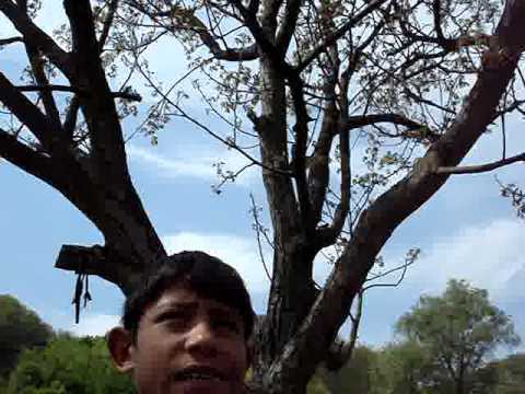 declaratia copil Ileanda salaj