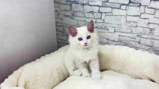 ラグドールの動画01