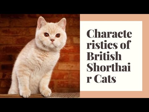 British shorthair || Are british shorthair kittens naughty || Do British shorthair cats meow a lot?