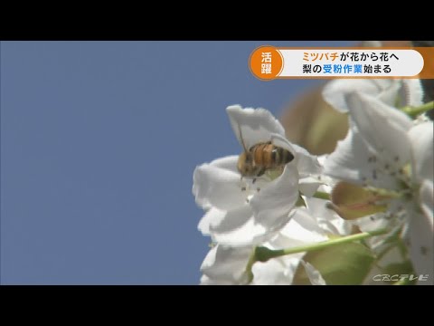 受粉:ミツバチと花による受粉 自然と動物