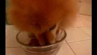 froggy swan lake full version !!!!!!!