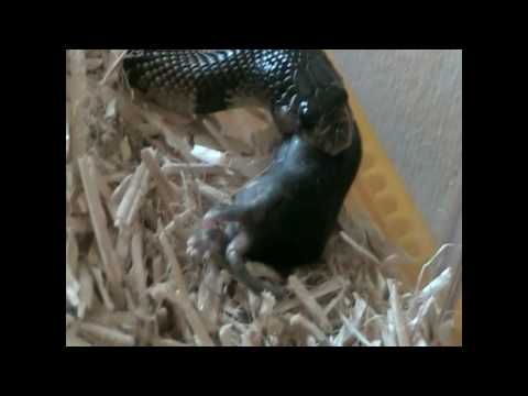 YouTube Video 4i-TiGTfAu0