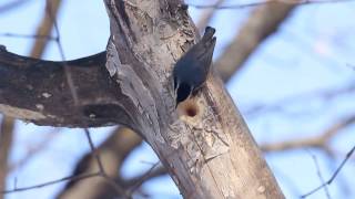 Red-breasted Nuthatch