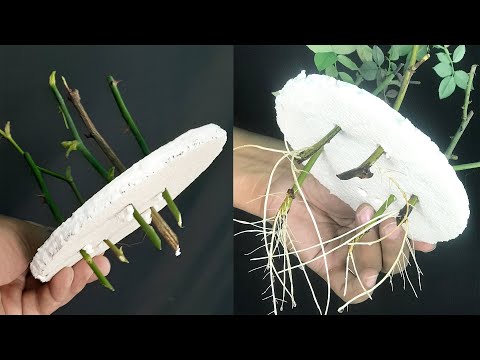 How to grow Rose from cuttings | Rose Cuttings Idea | Hydroponics method