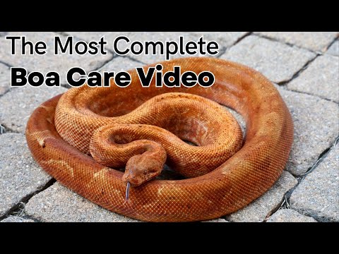 The Most Complete Boa Care Guide on YouTube