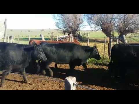 40 Vaquillonas Angus para entorar