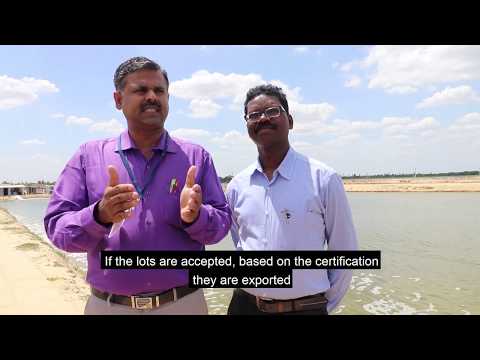 Codex in India: Standard for Quick Frozen Shrimp