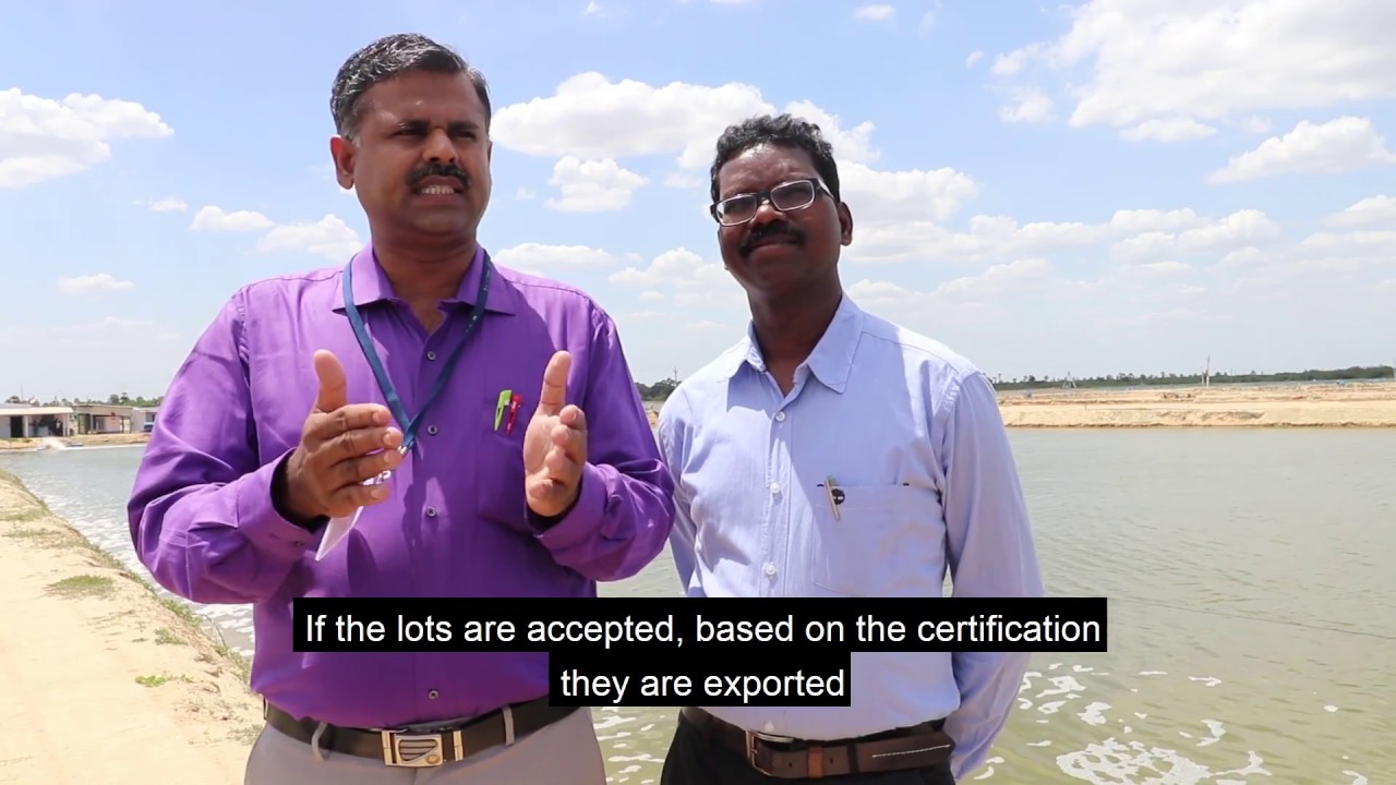 Codex in India: Standard for Quick Frozen Shrimp