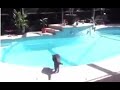 Man Sneezes And Scares Cat