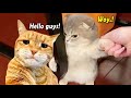 You Laugh You Lose 1 Hour Funny Cat Video Going Viral In Internet 2024 Tiktok Funny Cat Videos