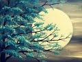 Ye Raat Bheegi Bheegi Whatsapp Video Status