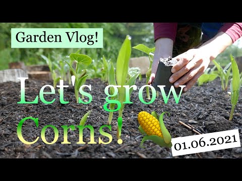 Grow corns in Germany | Gardening with me | Garden Vlog 01.06.2021