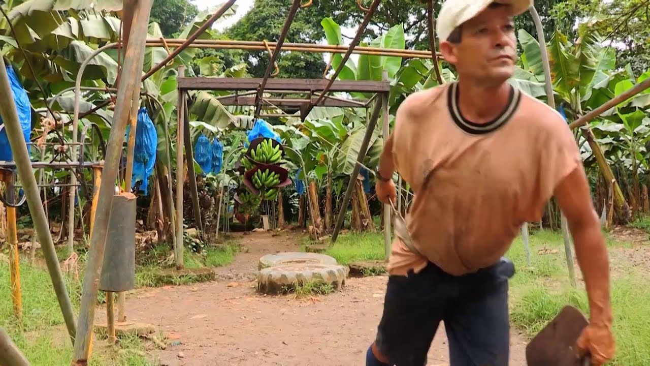 Costa Rica: Bananen (0:34)