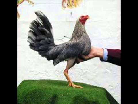 FG El Gallo Cenizo - Pa`Los Galleros Bocones