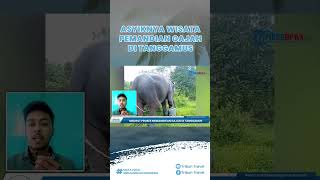 Tempat Wisata Pemandian Gajah di Tanggamus, Tawarkan Aktivitas Tracking Bareng Petugas