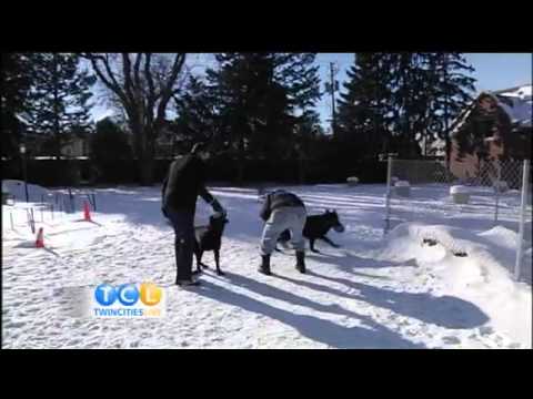 Governor Dayton & His Dogs (Wanamingo & Itasca)
