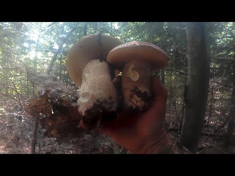 Білі Гриби в Дубовому лісі