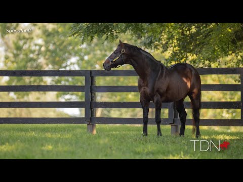 The Man Alongside Foundation Sire Malibu Moon