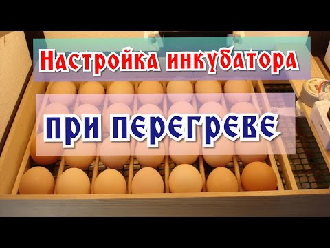 Настройка инкубатора при перегреве: мой способ