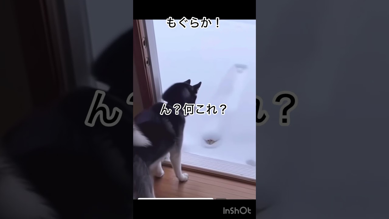 モグラか？