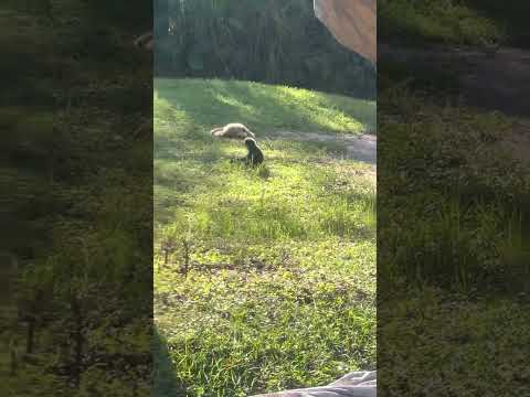 how this monkey deals with it!! । World's Sneakiest Animals!!