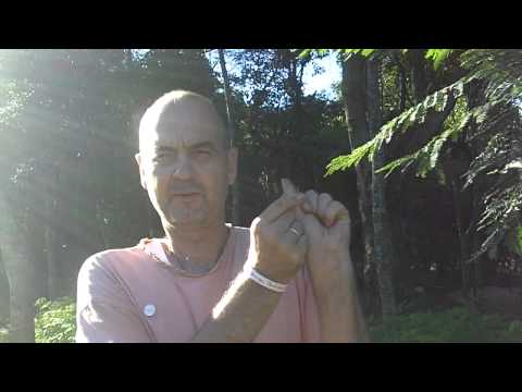 Moringa-Heimplantage - Moringa Samen Anzucht - Einpflanzen Teil 1