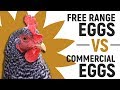 Free Range Eggs Vs Commercial Eggs