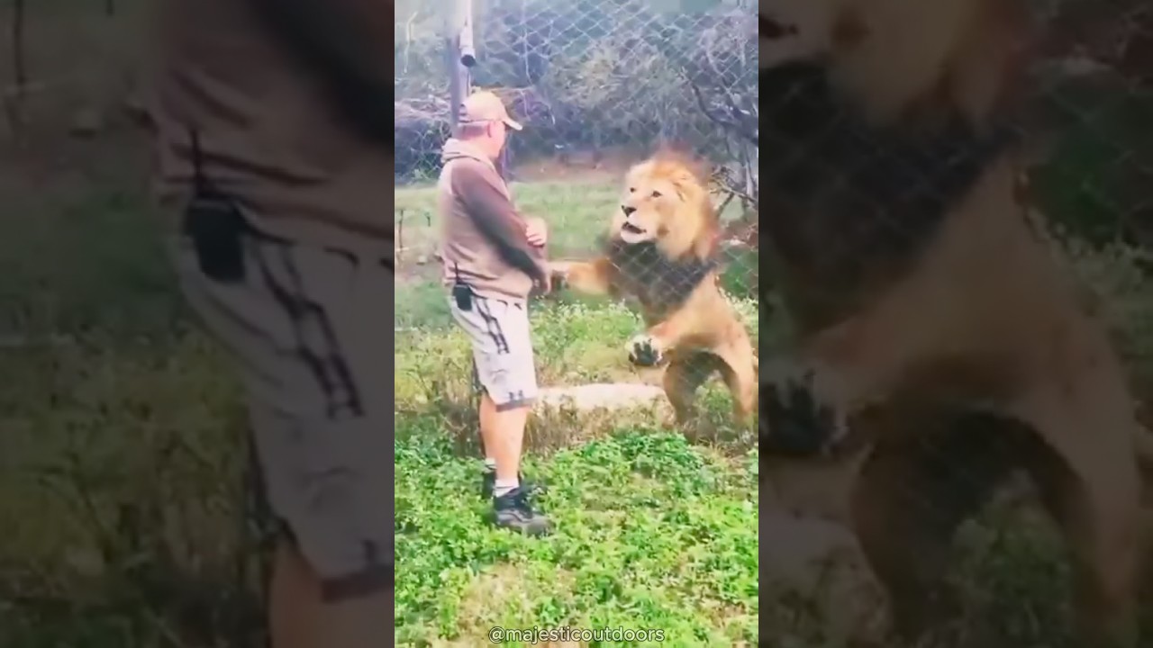 Big Cats Roaring - Who’s the Loudest? 🐯 🦁 🐆 #animals #wildlife #nature