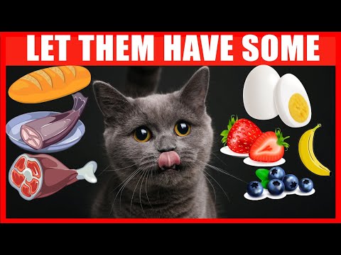 YouTube video about: Can cats eat beans and rice?