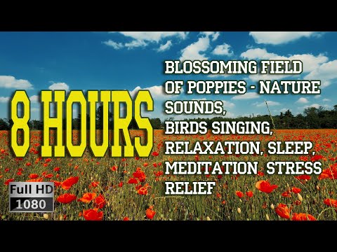 Blossoming Field of Poppies   Nature Sounds, Birds Singing, Relaxation, Sleep, Meditation .