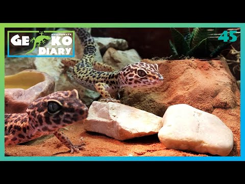 🦎 Leopardgeckos aus der Winterruhe + NEUES TERRARIUM |#45| GeckoTagebuch