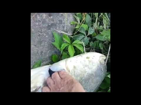 spinning al siluro #catfish 2 metri circa.. #penn #siliuro #over #big #tiber