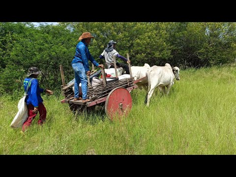 VISITANDO AGRICULTORES NO SÍTIO CHOCALHO DE SERRA TALHADA PERNAMBUCO. VEJA O CARRO DE BOI NO SERTÃO.