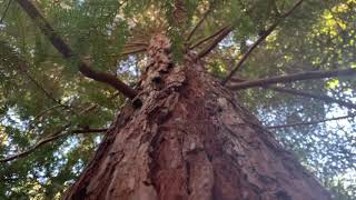 Vocalise by Rachmaninoff, Edwin Huizinga & Melinda Armstead