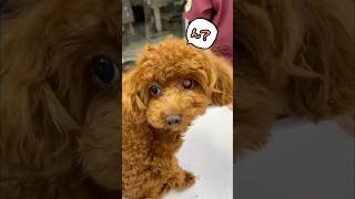 とってもお利口さん！トイプードル #トイプードル #犬のいる暮らし #動物病院