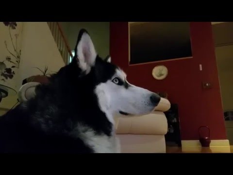 Cute Husky Dog Max Watch True Story Movie Eight Below