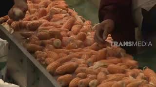 Download lagu Jagung Ungu Varietas Khas Dari Thailand | SI UNYIL (18/02/21) mp3