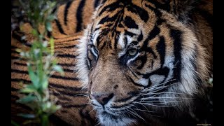 Boney M - Chica Da Silva (HD 1280x720)