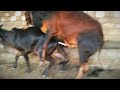 Cow Mating Successfully Facebook Cowbird Mating Animals Marron