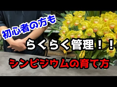 Syngnathinaeについて詳しく解説