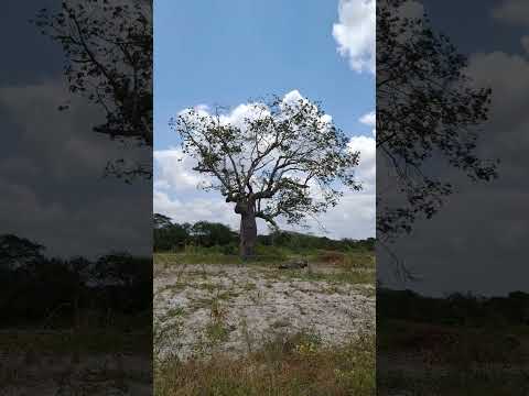 Pé de barriguda | Ouro Branco-AL