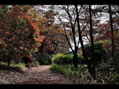 Passeio pelas folhas de outono no Parque Natural Akagi, novembro de 2023
